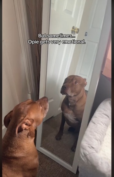 Attention Please! This Dramatic Pit Bull’s Face When He’s Not Center Stage is Priceless!