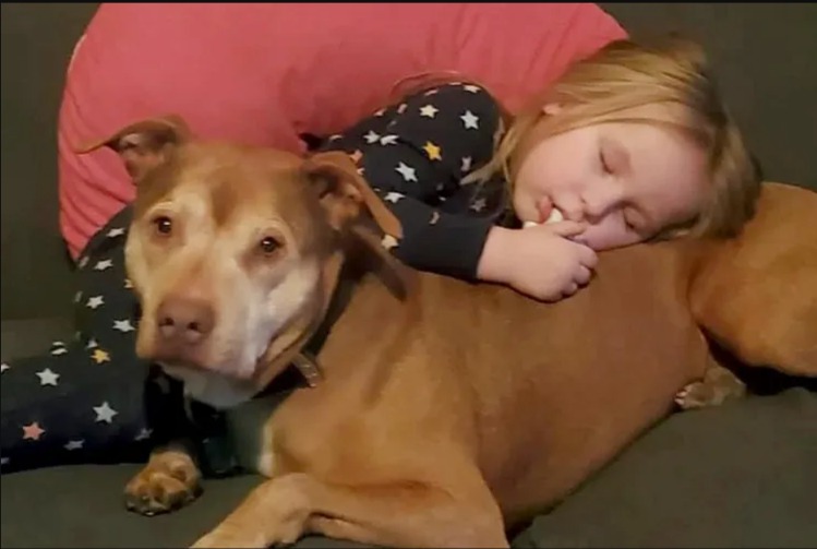 You Won’t Believe How Far This Dog Traveled in One Night (And The Secret That Brought Him Home!)