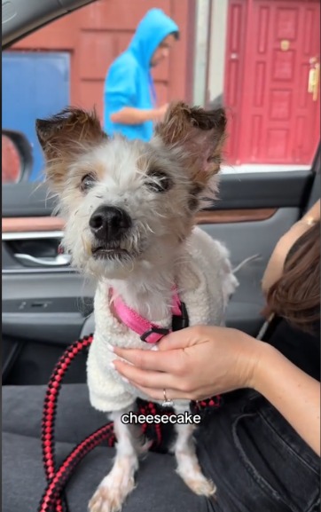 A Wagging Tail’s Triumph: How Cheesecake Found Hope After Heartbreak
