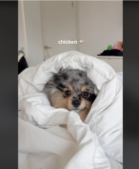 The Great Pomeranian Play-Act: A Masterclass in Snack Deception