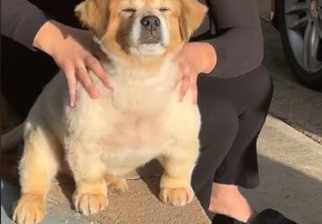 The Ultimate Comfort: This Mystery Mix Pup’s Massage Routine is Pure Bliss