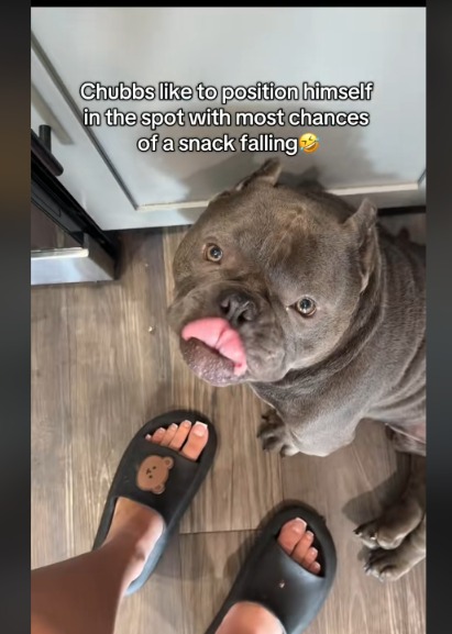 Snack Strategist: This Dog’s Secret Spot for Maximum Treat Collection!