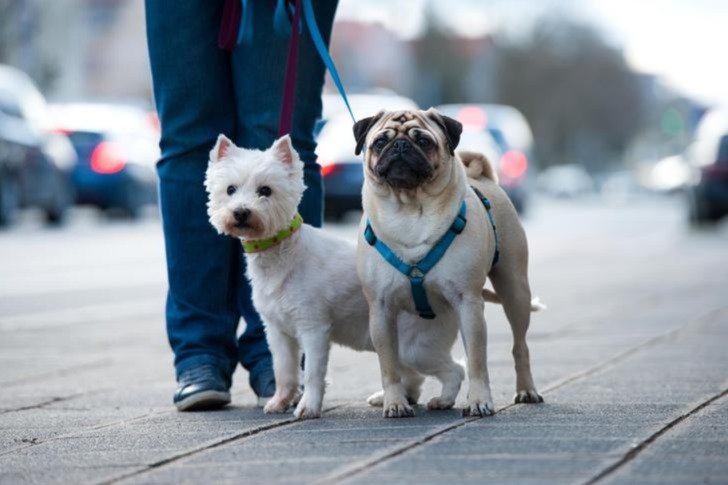 City Dogs, Big Skills: Can Your Pup Hack It in the Urban Jungle?