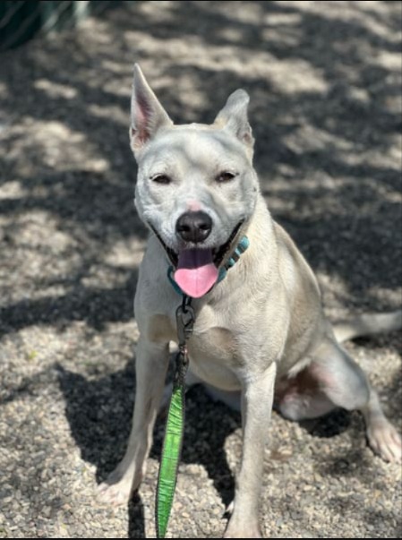 Ready for Her Forever Home: Meet Coco, The Husky Mix With a Heart of Gold!
