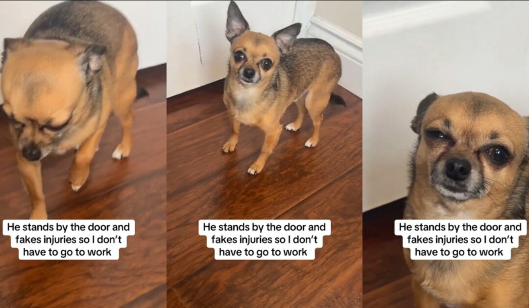 The Oscar-Worthy Act: This Dog’s Hilarious “Injury” Scam