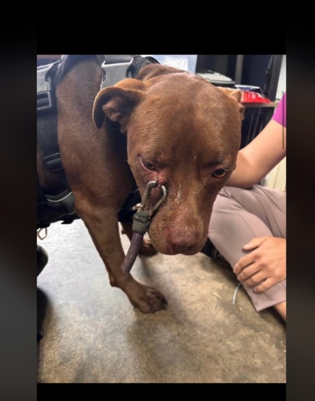A Tiny Clip, A Huge Horror: The Video That Exposed Cruelty And Sparked A Rescue!