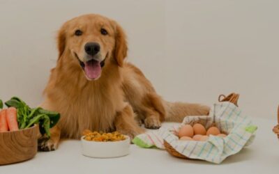 Healthy Pup, Happy Life: Simple Steps to a Stronger Canine Immune System