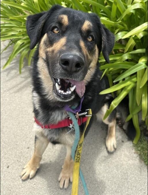Meet Donatello: The Shy Giant Ready for His Forever Home!