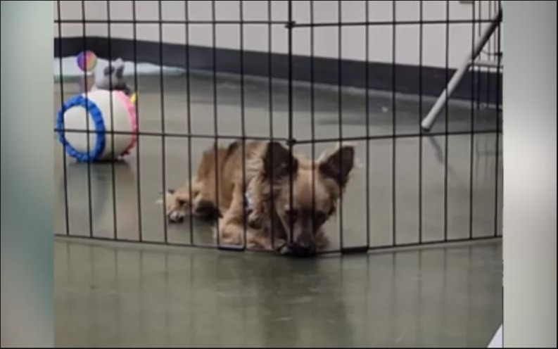 The Loneliest Dog at the Event: Darby’s Heartbreaking Plea for a Home
