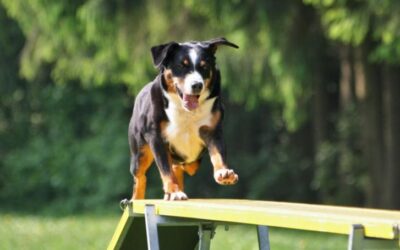Smart Paws, Happy Hearts: Engage Your Dog with Cognitive Fun!