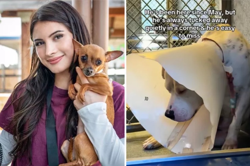 The Video That Saved a Life: How One Glimpse Changed Everything for a Scared Pit Bull