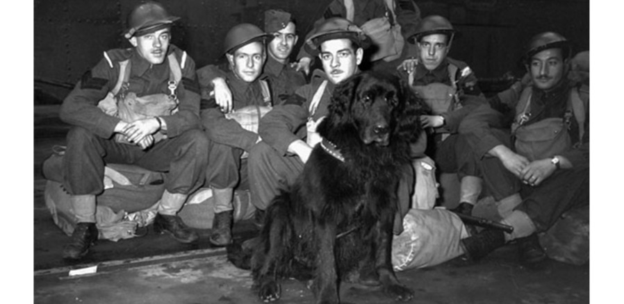 Sergeant Gander: The Four-Legged Hero of World War II