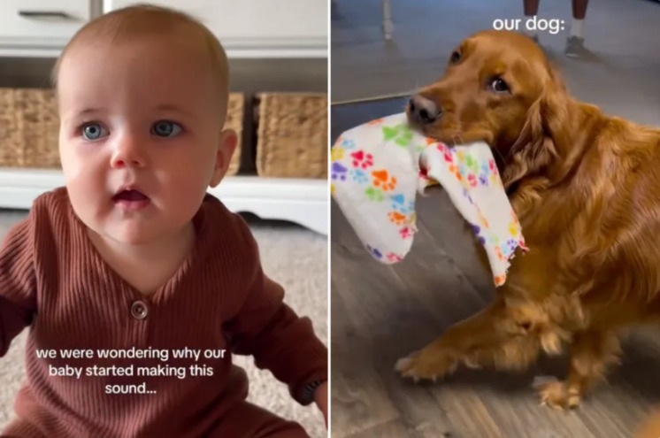 Who Taught the Baby That? This Golden Retriever Did!