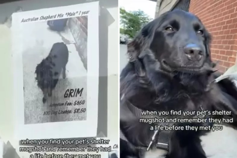 She Adopted a Sweet Pup – Then Discovered His Wild, Unbelievable History!