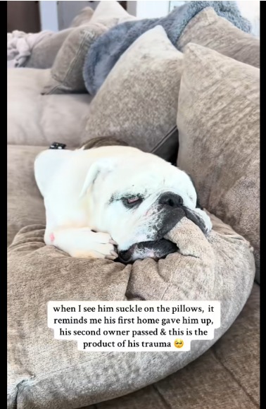 The Comforting “Nook”: How One Bulldog Finds Peace After a Difficult Past!