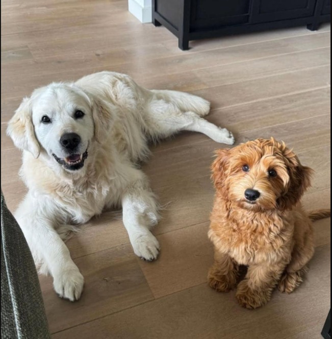 The Unlikeliest Pair: Puppy Juna and Senior Vince Prove Love Knows No Age!
