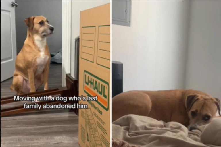 A Promise Whispered: The Moment a Terrified Dog Finally Learns He’s Home Forever