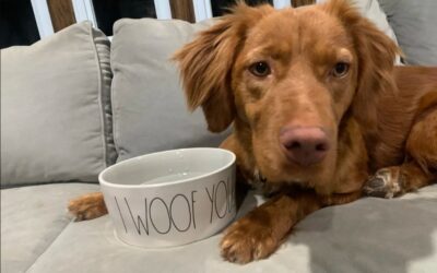 A Second Chance for Three: The Heartwarming Reunion of Abandoned Pups