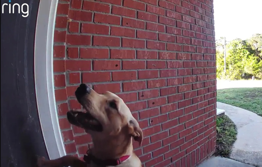 Escape Artist Extraordinaire: This Dog Dug Out, Then Called for Re-Entry!