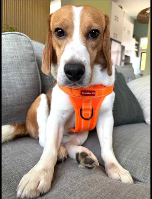 A New Lease on Life: Lab Beagles Discover Grass, Sun, and Love in B.C.