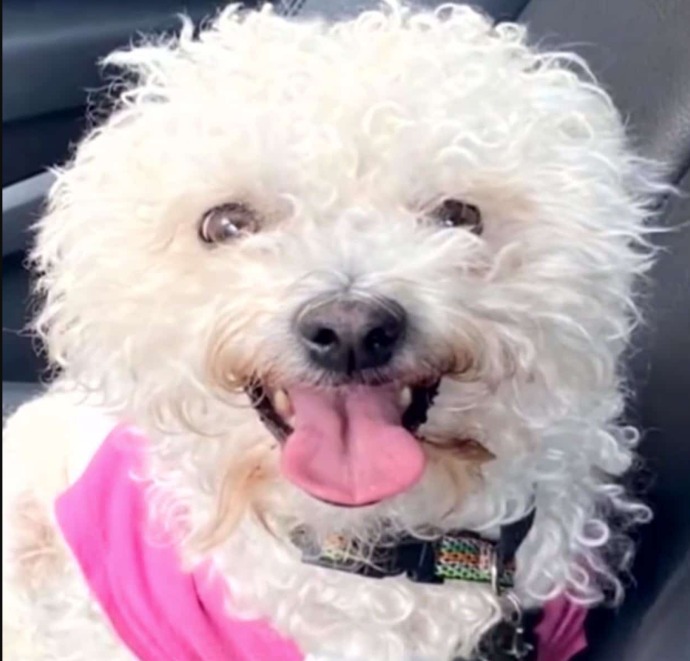 Four Years Lost, Forever Found: The Bittersweet Reunion of a Beloved Dog