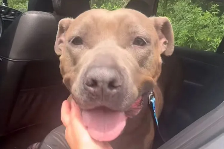 Worth the Wait: Louise’s Inspiring Journey from Shelter Dog to Beloved Family Member