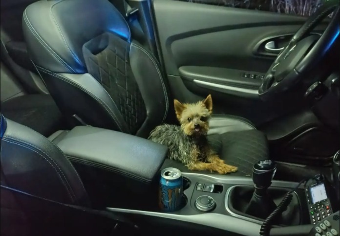 Tiny Paw, Massive Hero: How One Dog Hailed Cops to Save His Human!