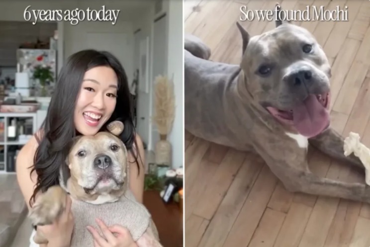 Beyond Expectations: Witnessing a Dog’s Journey to Gentle Guardianship!