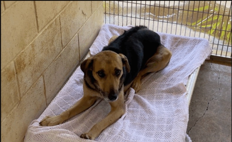 The Fight For Life: A Mama Dog’s Unthinkable Journey