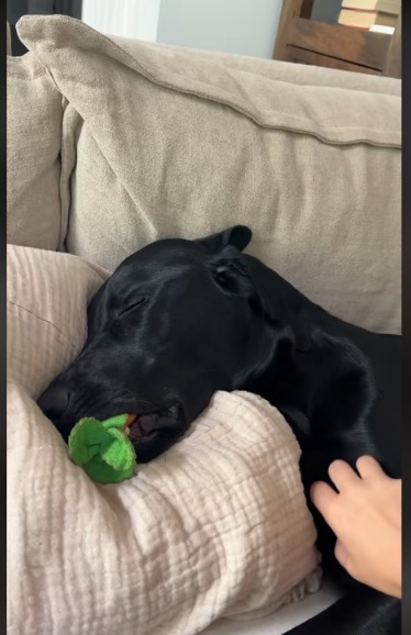 Viral Cuddles: Why This Black Lab’s Emotional Support Toy is Melting Hearts!