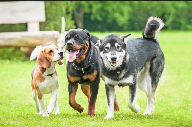 Mastering the Pack: Training Your Multi-Dog Household for Harmony