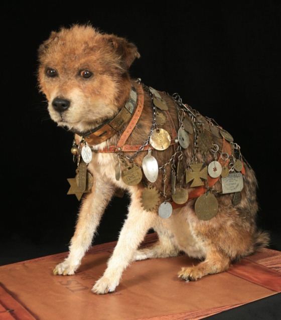 From Stray to Legend: The Incredible Journey of Owney, the Postal Dog