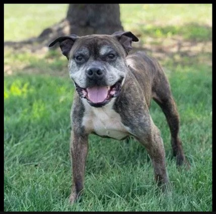 Big Head, Bigger Heart: Pablo the Rescue Dog Charms Columbus and Awaits Your Love!