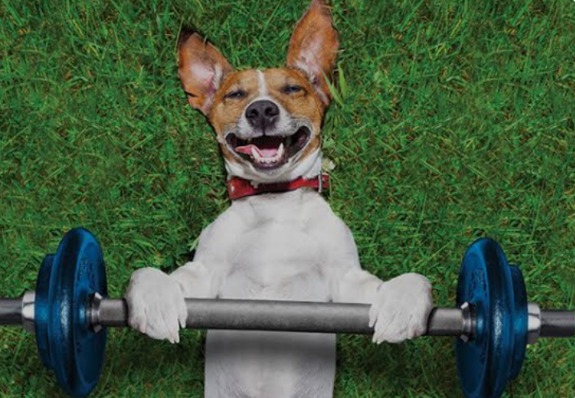 Ditch the Couch! Unleash the Fun: Creative Ways to Exercise with Your Dog!