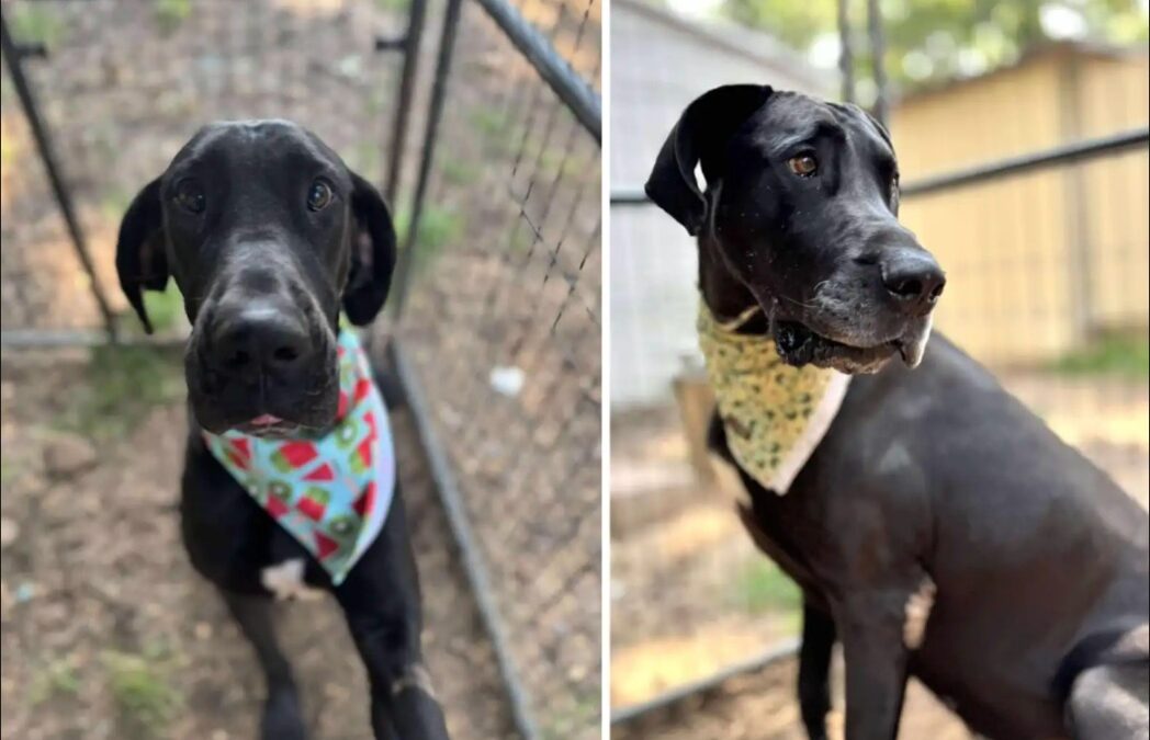 Clinging to Hope: How Two Great Danes Were Saved From Certain Death and Found Compassion!