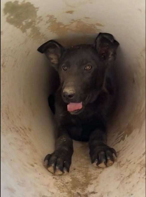 Heroic Hounds: How a Community United to Save Vesper in Peril!