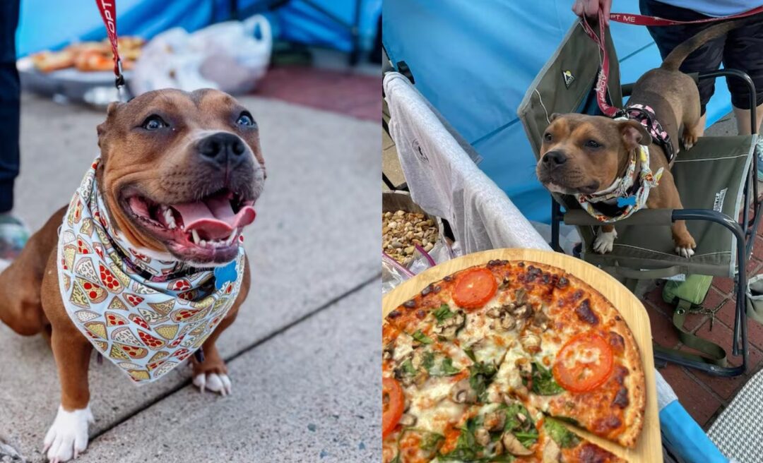 This Rescued Pup Got Beaten for Pizza. Now, She’s Getting Her Own!