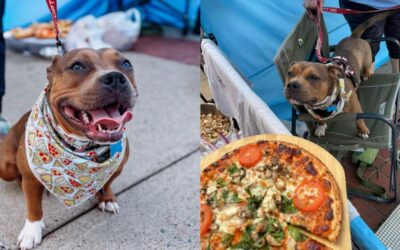 This Rescued Pup Got Beaten for Pizza. Now, She’s Getting Her Own!