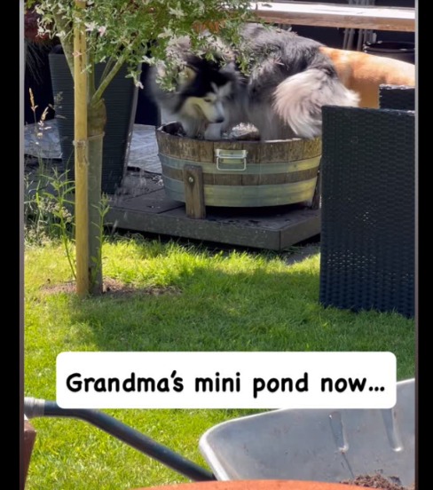 Pond Party! Rescue Husky Bowie Makes a Splash in Grandma’s Mini Oasis