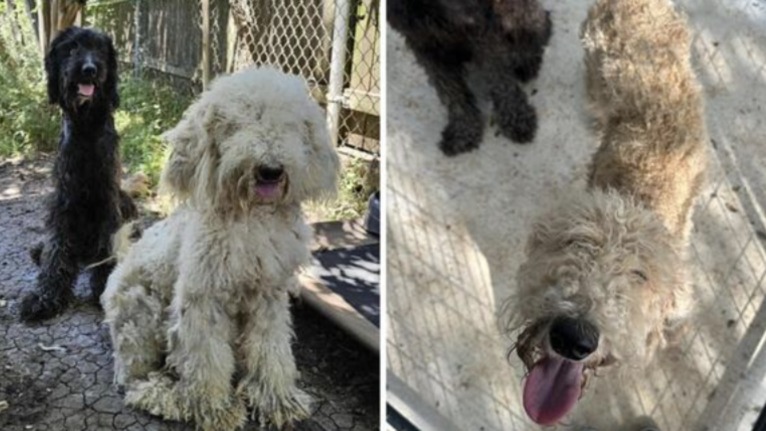 Their Bodies Used, Their Spirits Unbroken: Poodles Find Love After Abuse