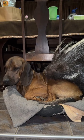 Unlikely BFFs: This Dog’s Bestie is a Porcupine!