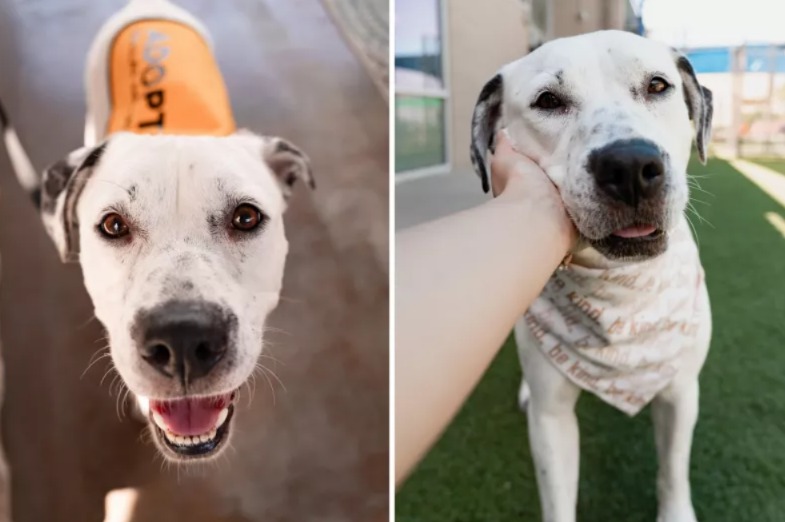 One Sleepover, One Viral Video, One Forever Home: Princess’s Perfect Match