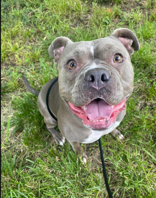 The Wait Finally Paid Off: Prunella Finds Her Forever Home After Two Years!