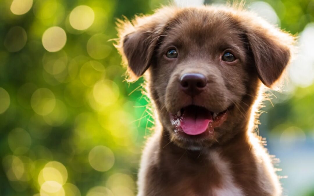 Don’t Blow It… Your Puppy’s Future Depends On What You Do RIGHT NOW!
