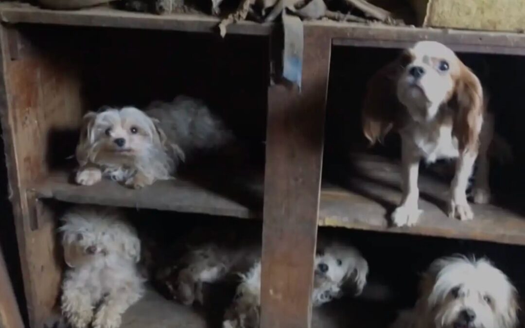 100+ Lives Trapped in Filth: A Story of Neglect and Unbelievable Rescue!
