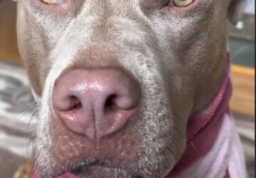 Not a Freeloader! This Adorable Pitbull-Lab Mix Has the Funniest Job List
