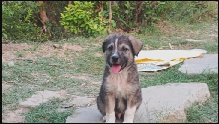 When Disaster Struck: A Tiny Hero’s Warning Changed Everything in Himachal Pradesh