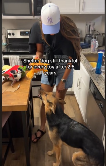 A Bond Beyond Words: This German Shepherd’s Heartfelt Appreciation!