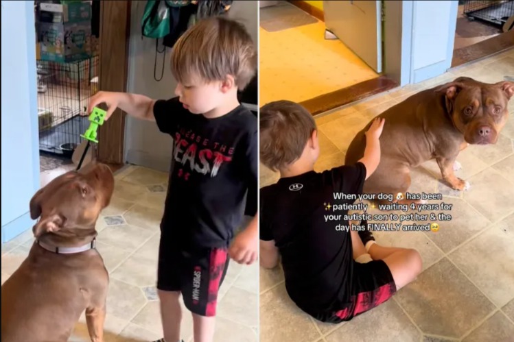 A Gentle Touch: How Stella the Dog Unlocked a Boy’s World!