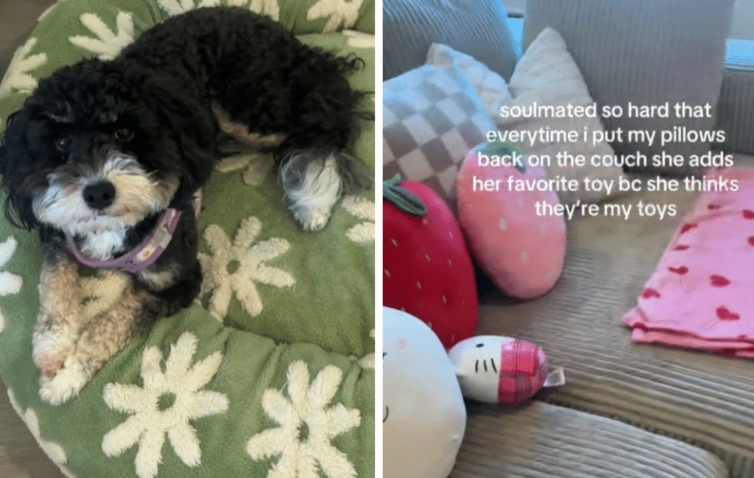 More Than a Toy: A Dog’s Loving Gesture Goes Viral!